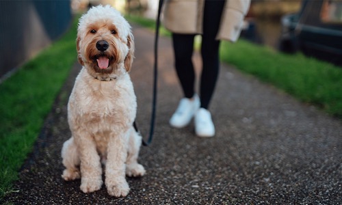Dog Walking